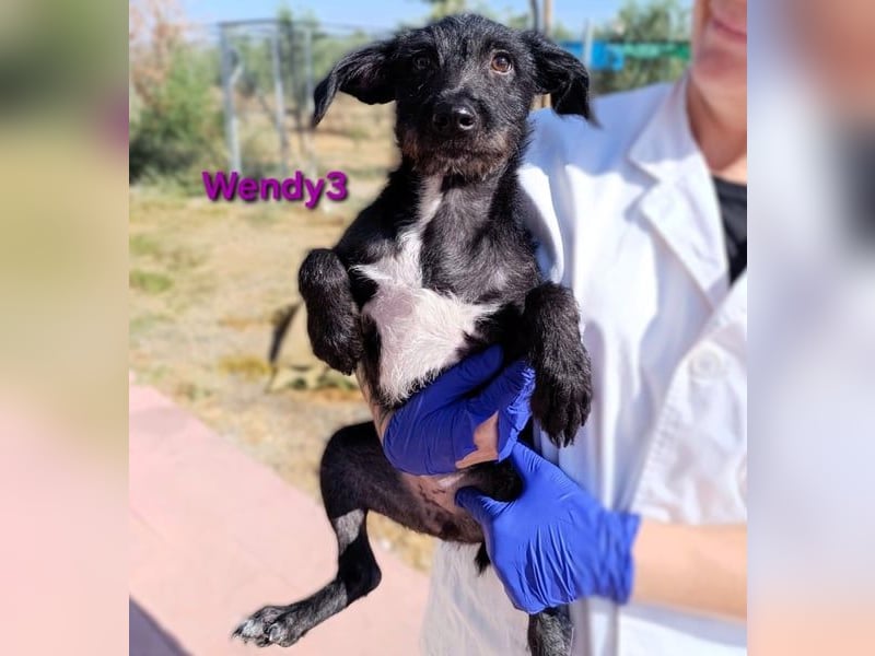 Wendy3 geb. 08/2025 (ESP) - verspieltes Podenco-Rauhhaarterrier Mädchen!
