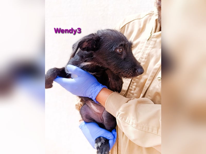 Wendy3 geb. 08/2025 (ESP) - verspieltes Podenco-Rauhhaarterrier Mädchen!