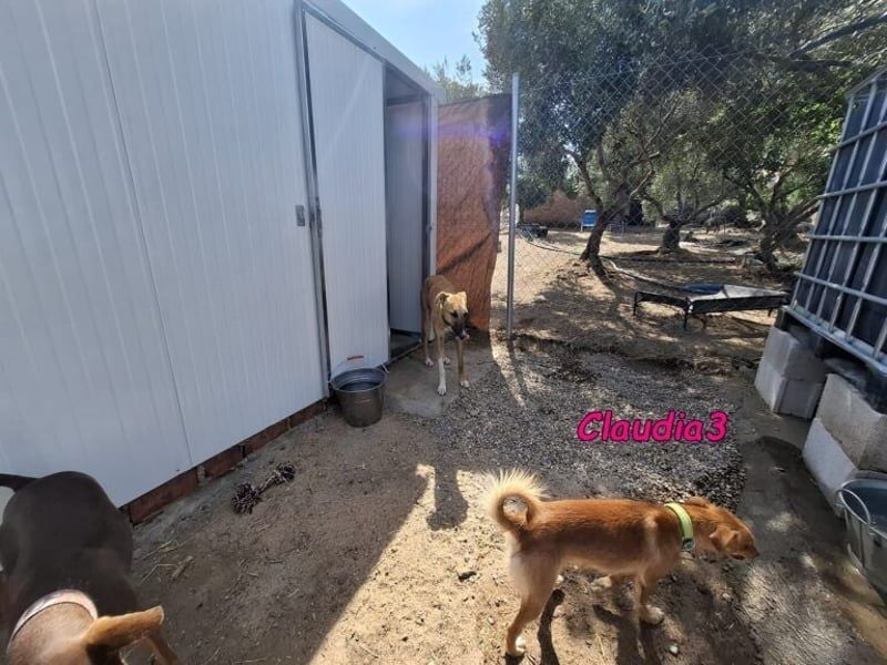 Claudia3 geb. 05/2025 (ESP) - lernwillige, freundliche Podenco-Mix-Dame
