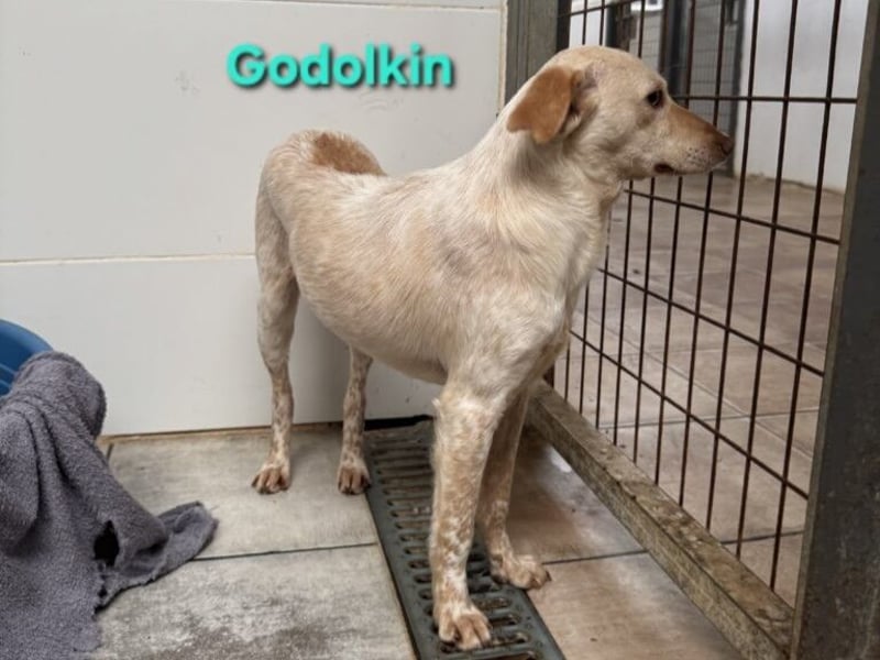 Goldolkin geb. 01/2022 (ESP) - sanfter Podencomischling sucht seine Menschnen!