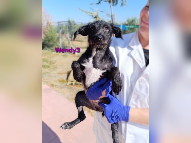 Wendy3 geb. 08/2025 (ESP) - verspielte und lebhafte Podenco-Rauhhaarterrier Dame!
