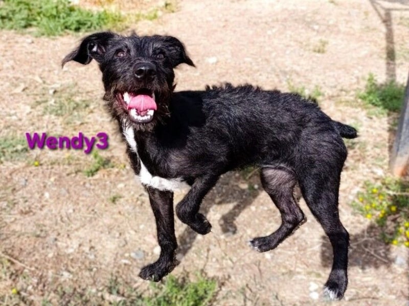 Wendy3 geb. 08/2025 (ESP) - verspielte und lebhafte Podenco-Rauhhaarterrier Dame!
