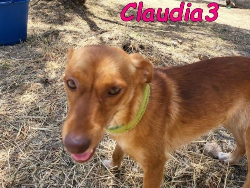 Claudia3 geb. 05/2025 (ESP) - lernwillige, freundliche Podenco-Mix-Dame