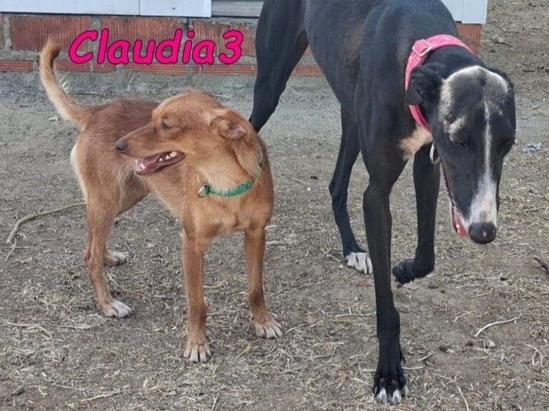 Claudia3 geb. 05/2025 (ESP) - lernwillige, freundliche Podenco-Mix-Dame