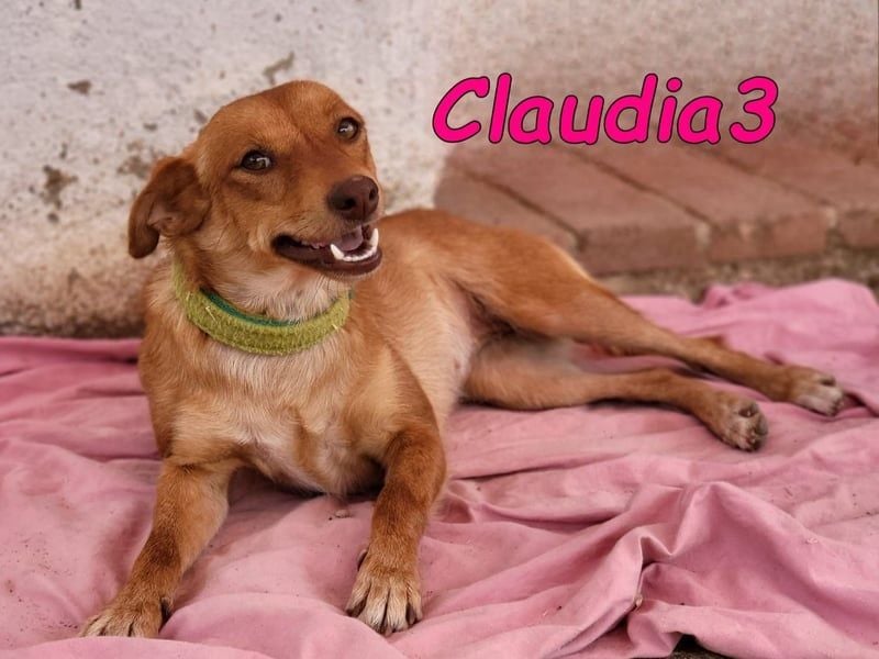 Claudia3 geb. 05/2025 (ESP) - lernwillige, freundliche Podenco-Mix-Dame