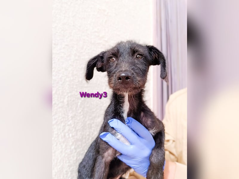 Wendy3 geb. 08/2025 (ESP) - verspielte und lebhafte Podenco-Rauhhaarterrier Dame!