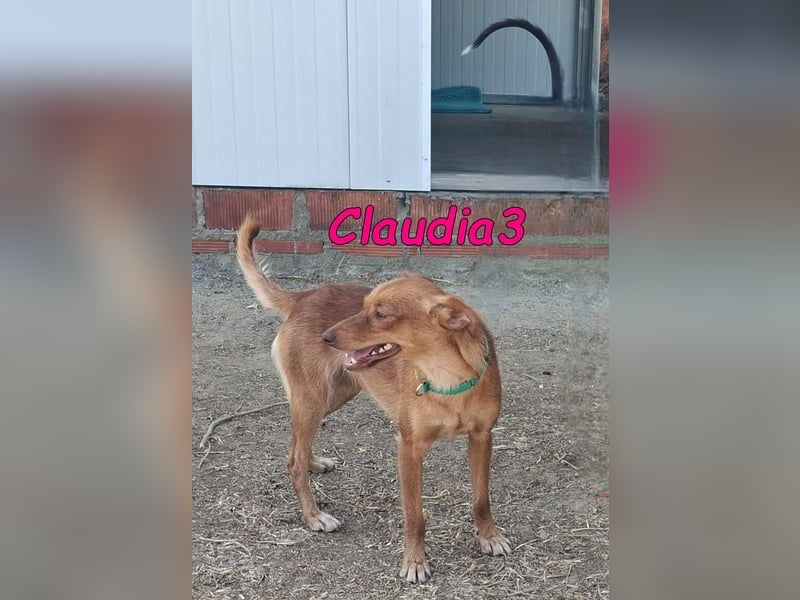 Claudia3 geb. 05/2025 (ESP) - lernwillige, freundliche Podenco-Mix-Dame