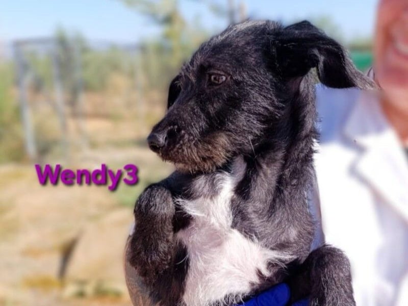 Wendy3 geb. 08/2025 (ESP) - verspielte und lebhafte Podenco-Rauhhaarterrier Dame!