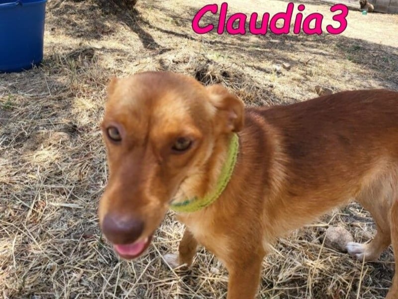 Claudia3 geb. 05/2025 (ESP) - lernwillige, freundliche Podenco-Mix-Dame