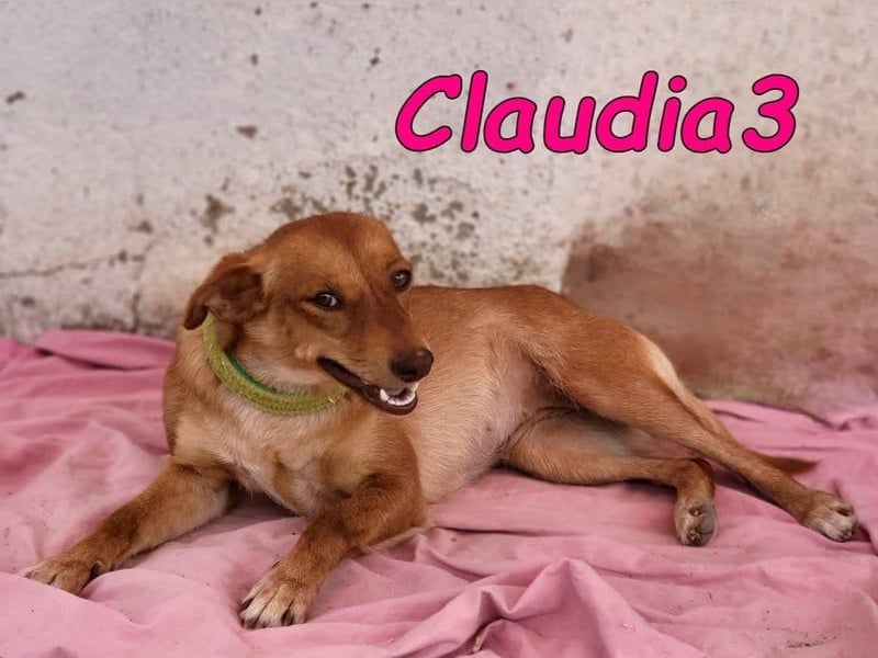 Claudia3 geb. 05/2025 (ESP) - lernwillige, freundliche Podenco-Mix-Dame