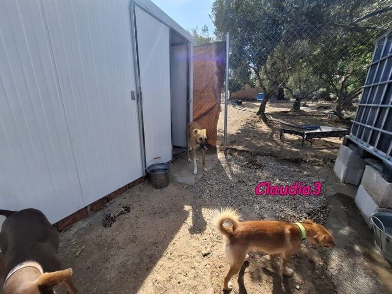 Claudia3 geb. 05/2025 (ESP) - lernwillige, freundliche Podenco-Mix-Dame