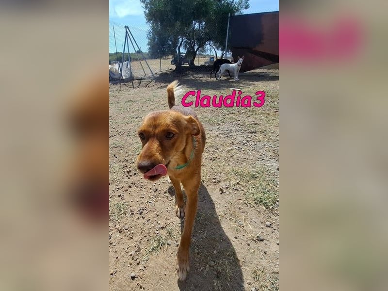 Claudia3 geb. 05/2025 (ESP) - lernwillige, freundliche Podenco-Mix-Dame