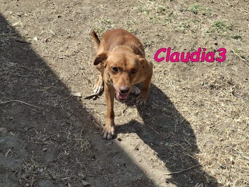 Claudia3 geb. 05/2025 (ESP) - lernwillige, freundliche Podenco-Mix-Dame