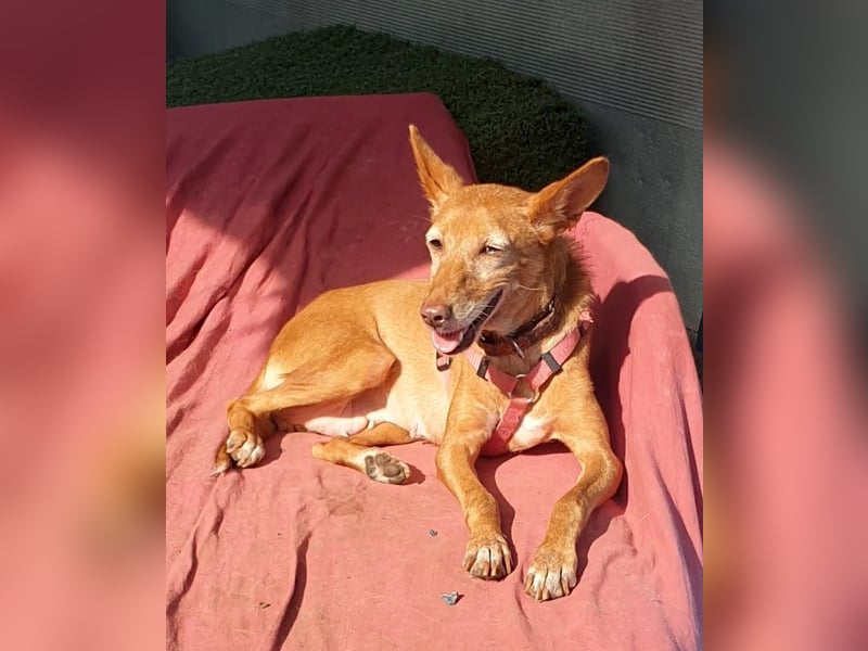 CHISPA – warmherzige Sonnenseele