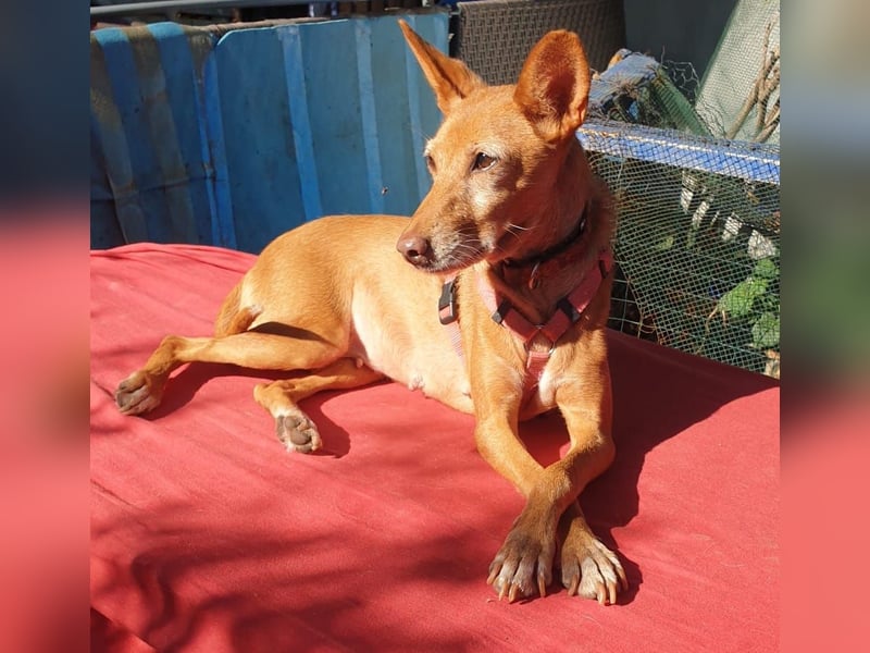 CHISPA – warmherzige Sonnenseele