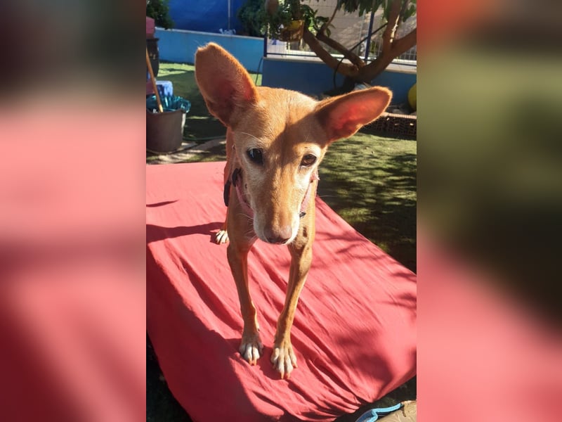 CHISPA – warmherzige Sonnenseele