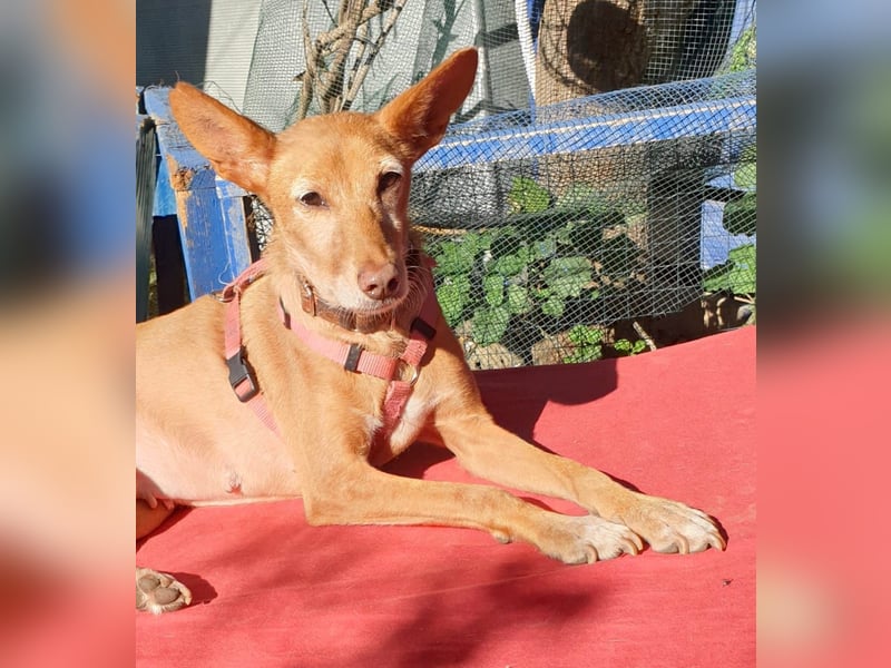 CHISPA – warmherzige Sonnenseele