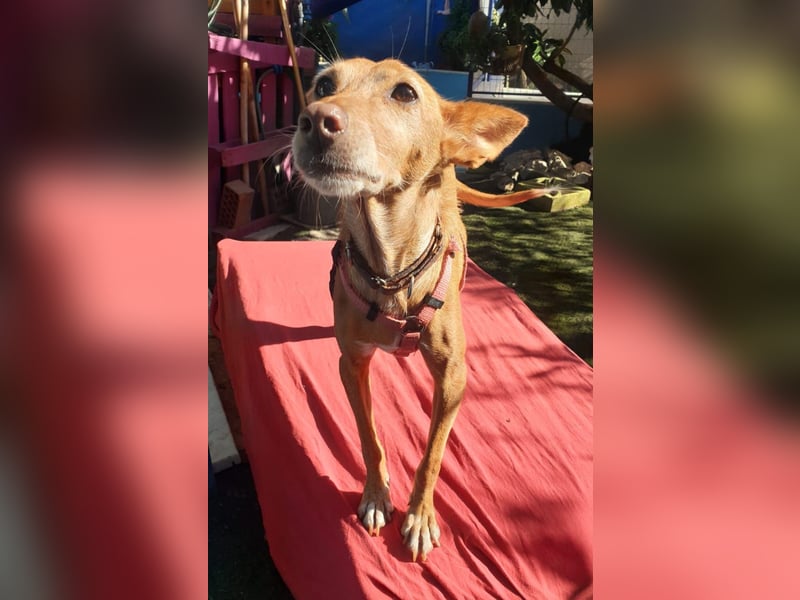 CHISPA – warmherzige Sonnenseele