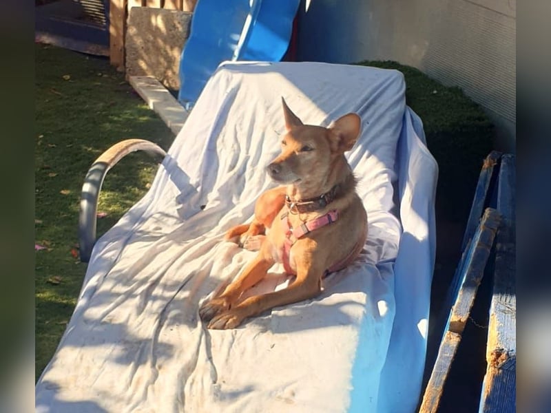 CHISPA – warmherzige Sonnenseele