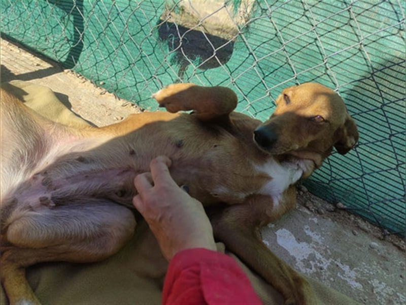 Fresa & Cereza (w)- LIEB, verträglich, jung