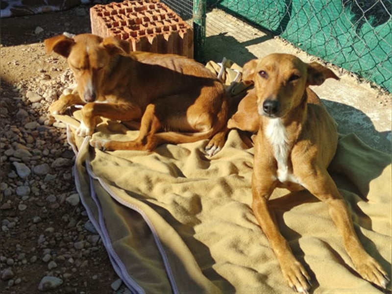 Fresa & Cereza (w)- LIEB, verträglich, jung