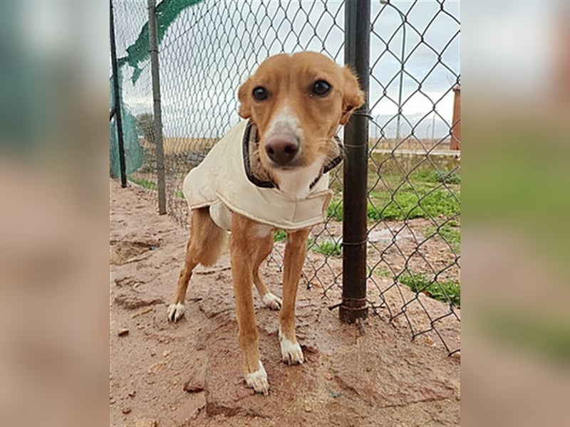 Fresa & Cereza (w)- LIEB, verträglich, jung