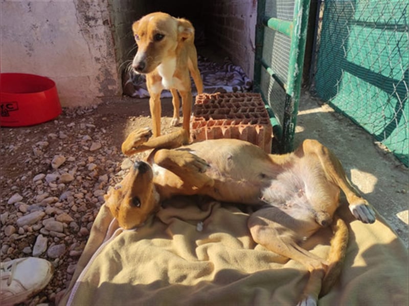 Fresa & Cereza (w)- LIEB, verträglich, jung