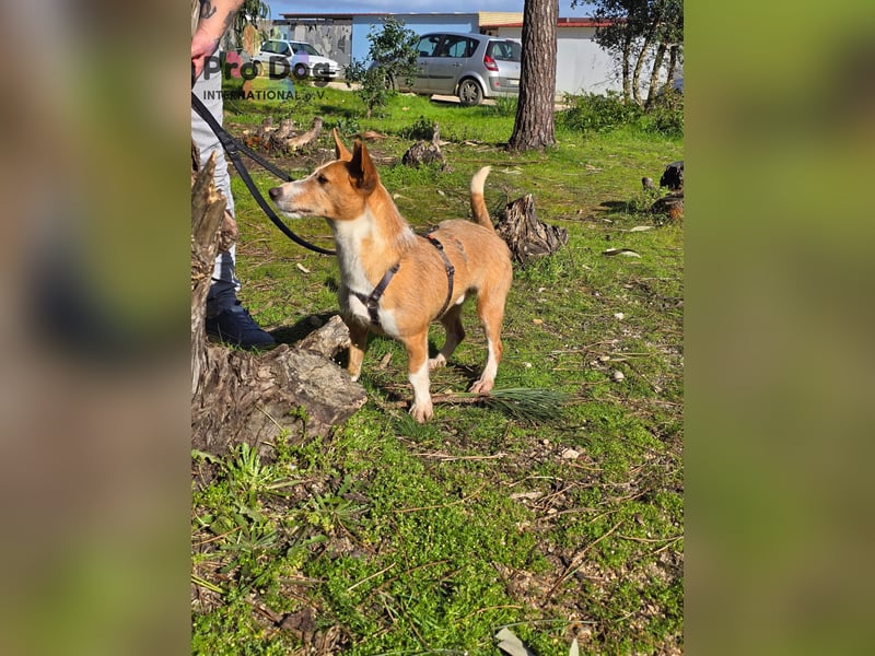 Spaßvogel Vincent sucht ein neues Zuhause