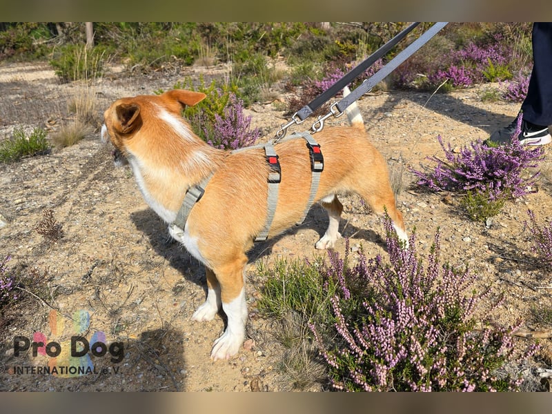 Vincent sucht sein Zuhause