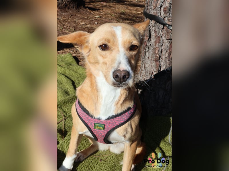 Vincent sucht sein Zuhause