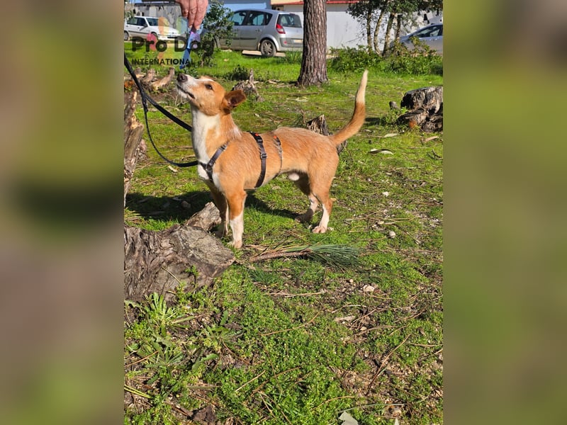 Spaßvogel Vincent sucht ein neues Zuhause