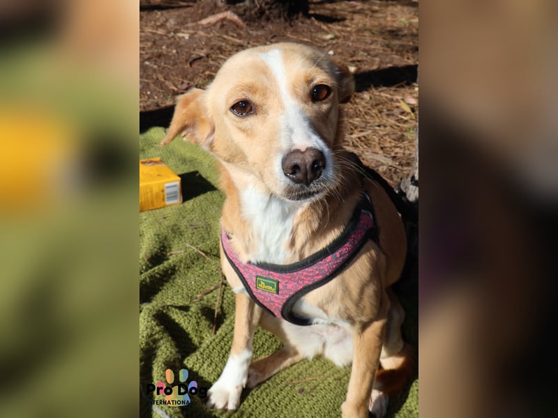 Vincent sucht sein Zuhause