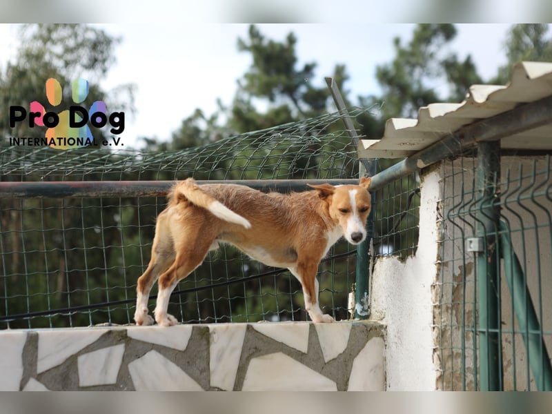 Vincent sucht sein Zuhause