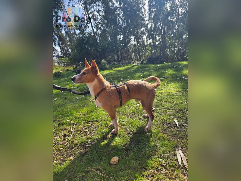 Spaßvogel Vincent sucht ein neues Zuhause