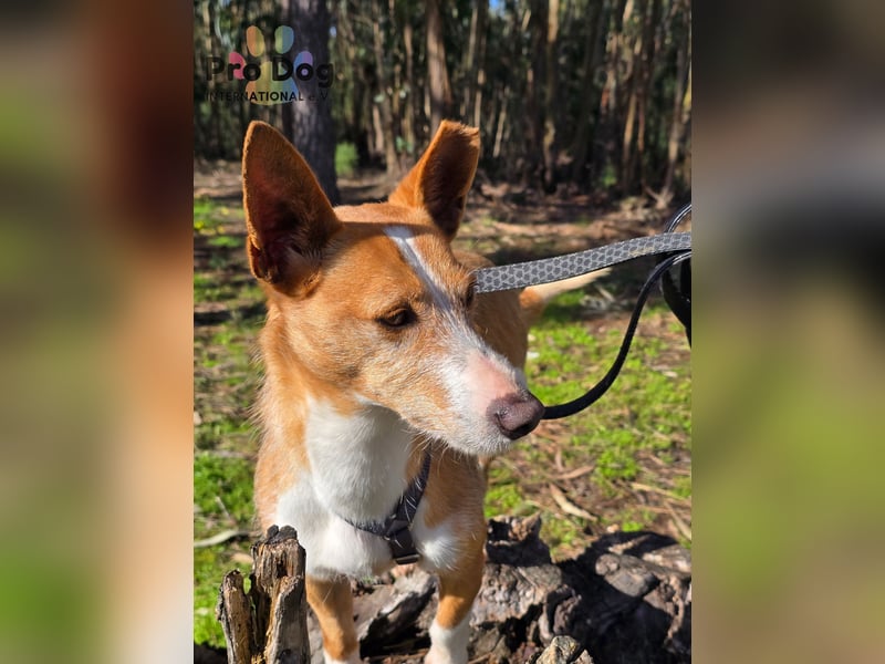 Spaßvogel Vincent sucht ein neues Zuhause