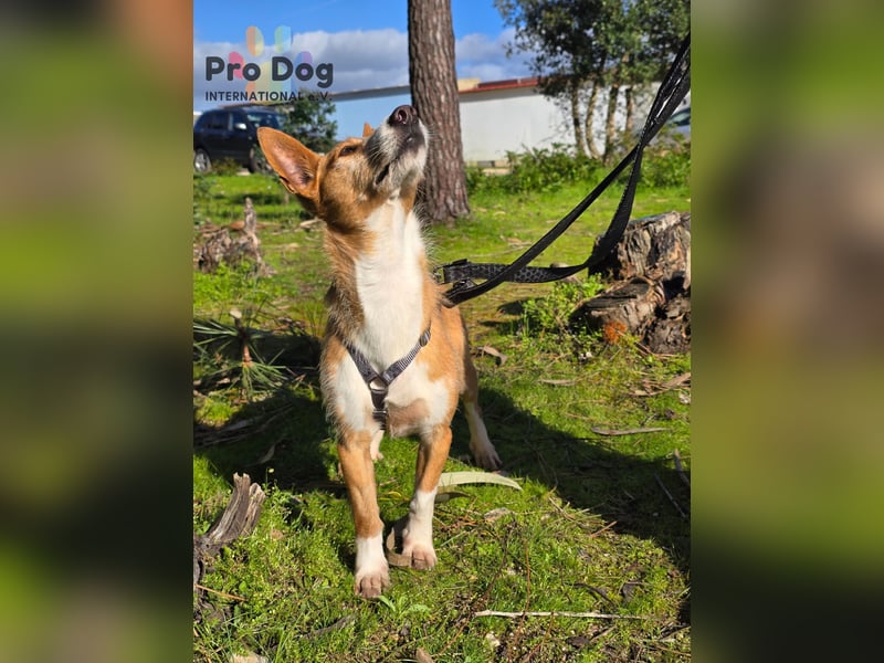 Spaßvogel Vincent sucht ein neues Zuhause