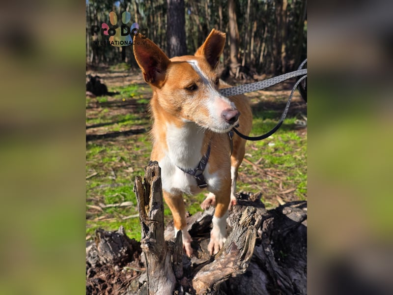 Spaßvogel Vincent sucht ein neues Zuhause