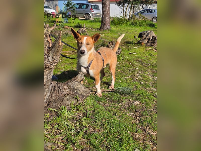 Spaßvogel Vincent sucht ein neues Zuhause