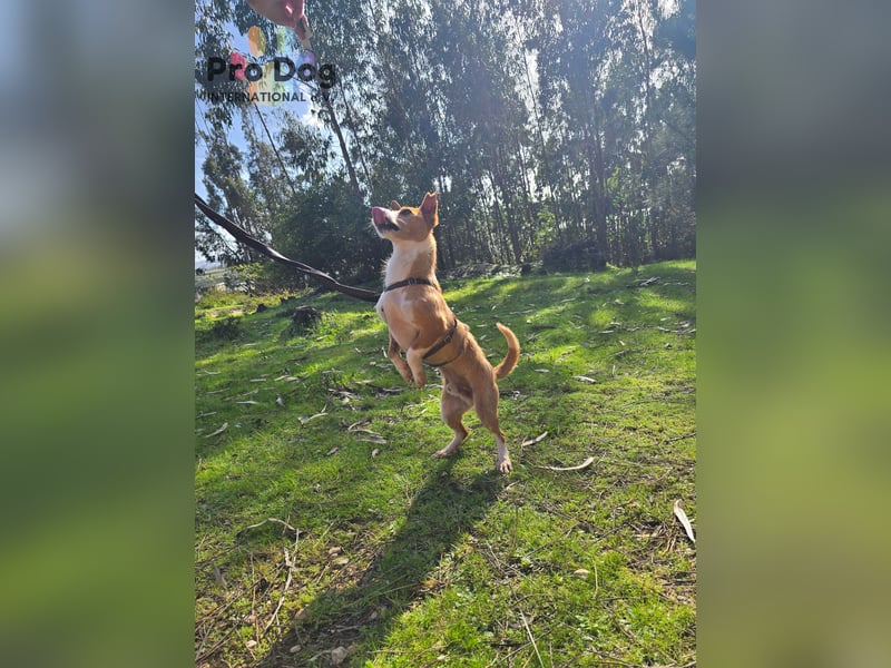 Spaßvogel Vincent sucht ein neues Zuhause