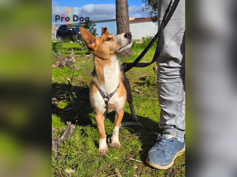 Spaßvogel Vincent sucht ein neues Zuhause