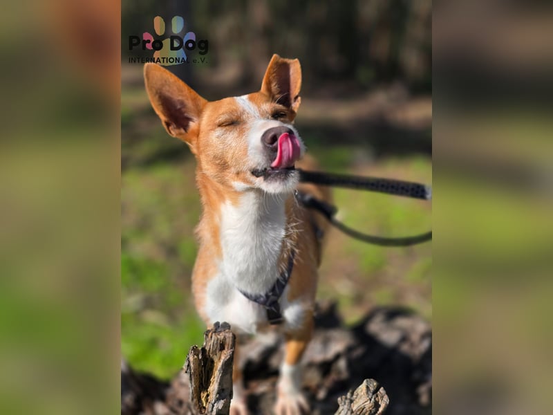 Spaßvogel Vincent sucht ein neues Zuhause