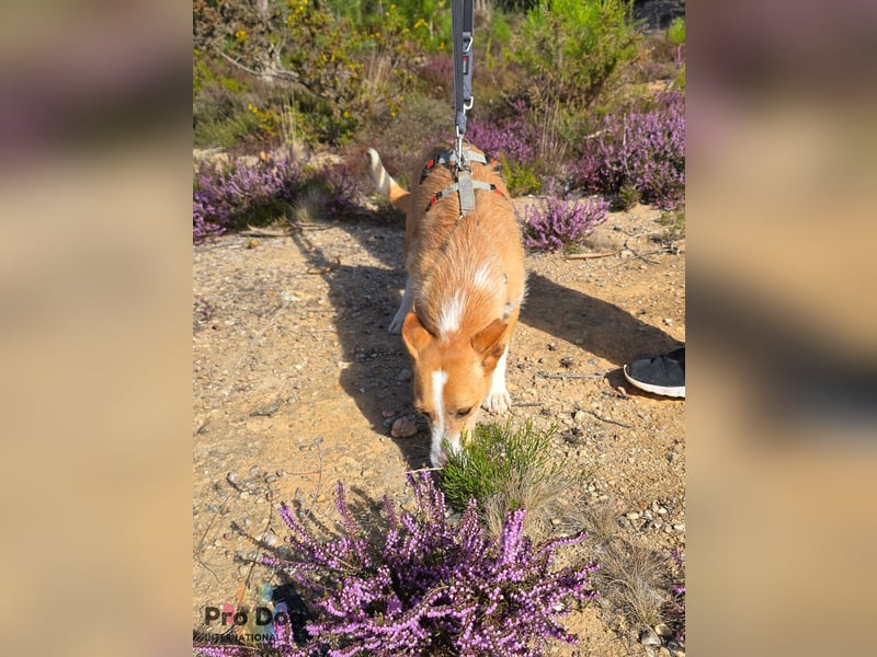 Vincent sucht sein Zuhause