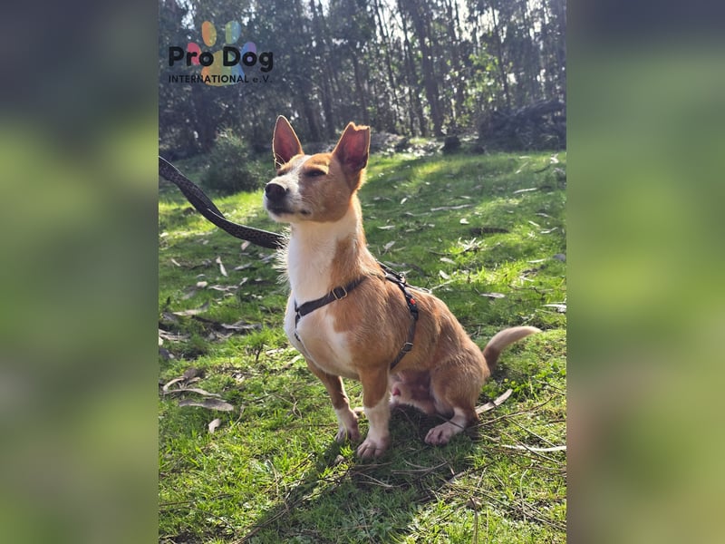 Spaßvogel Vincent sucht ein neues Zuhause