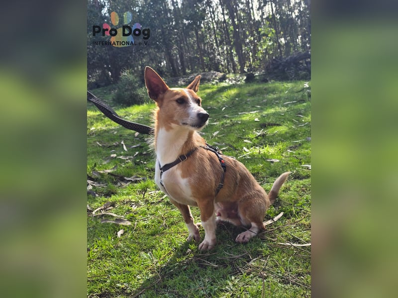 Spaßvogel Vincent sucht ein neues Zuhause