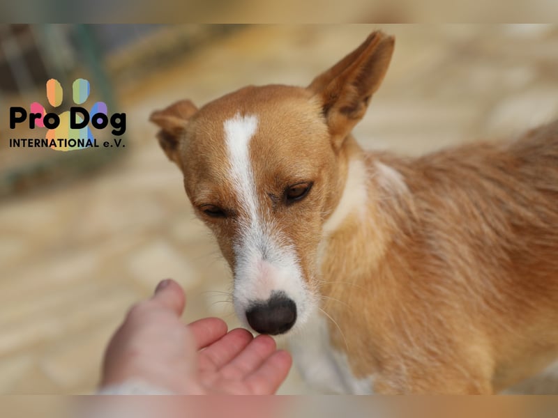 Vincent sucht sein Zuhause