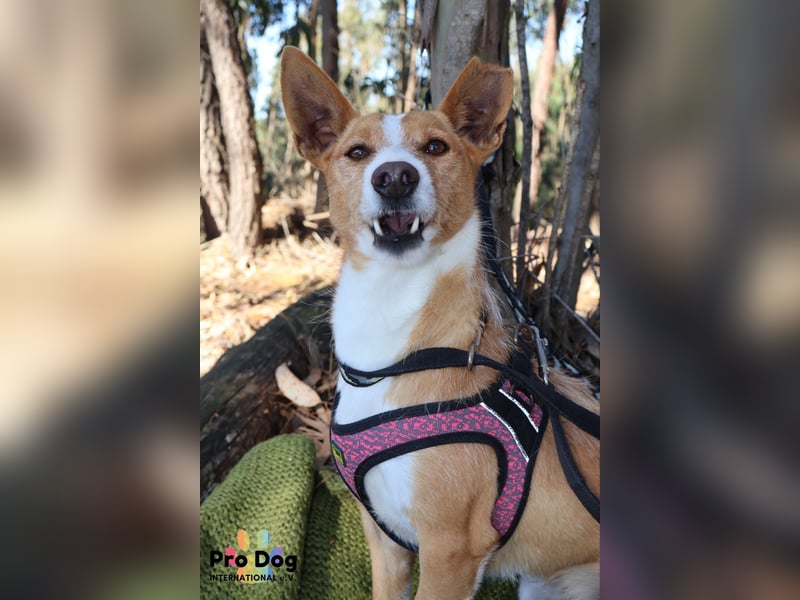 Vincent sucht sein Zuhause