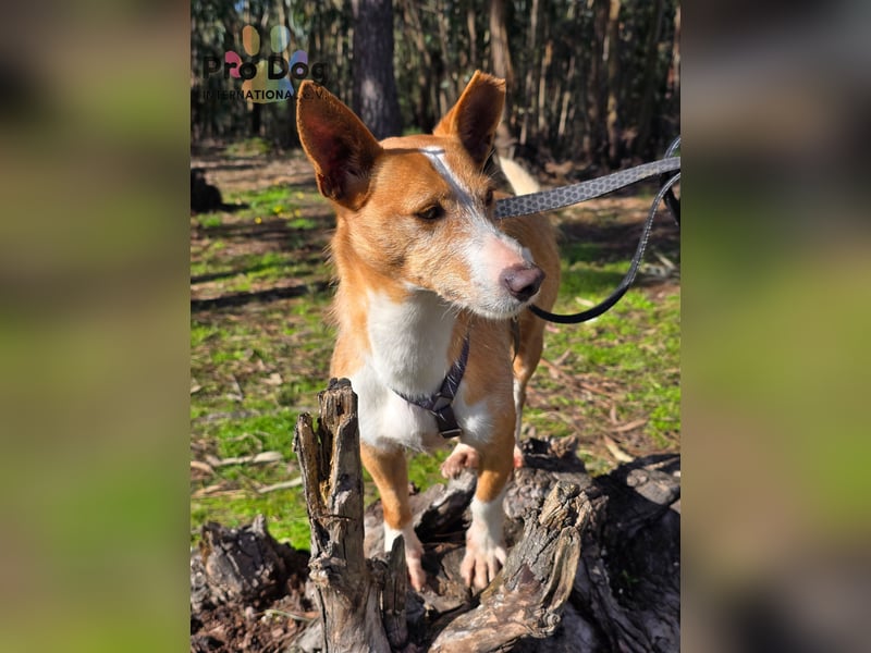 Spaßvogel Vincent sucht ein neues Zuhause