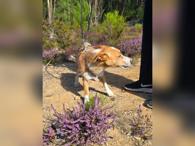 Vincent sucht sein Zuhause