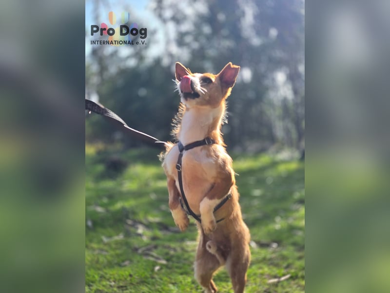 Spaßvogel Vincent sucht ein neues Zuhause