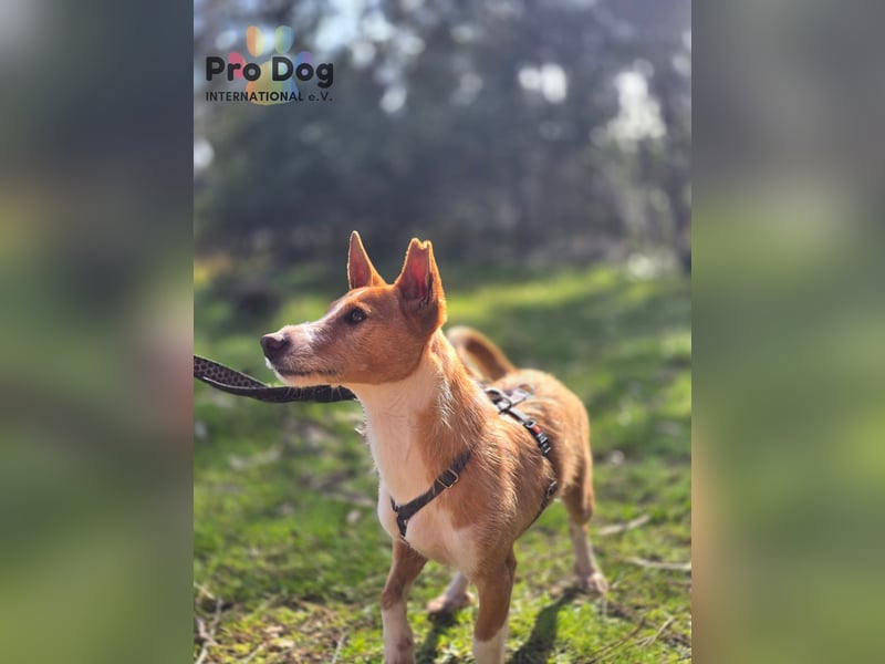 Spaßvogel Vincent sucht ein neues Zuhause